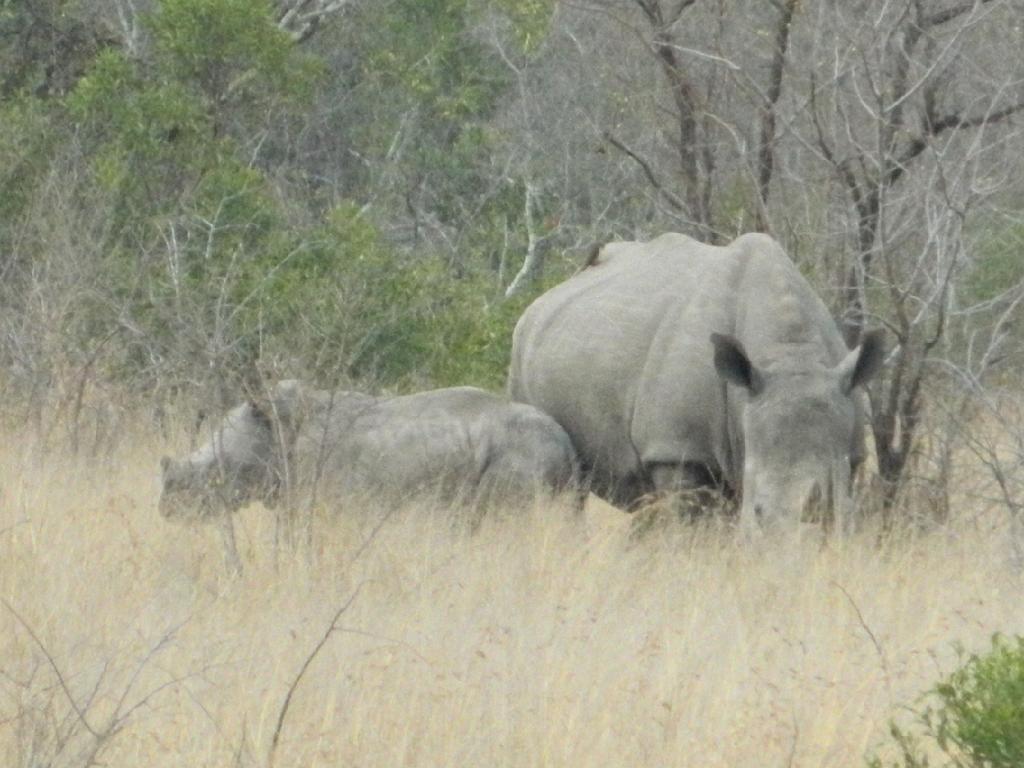 Suedafrika (98)